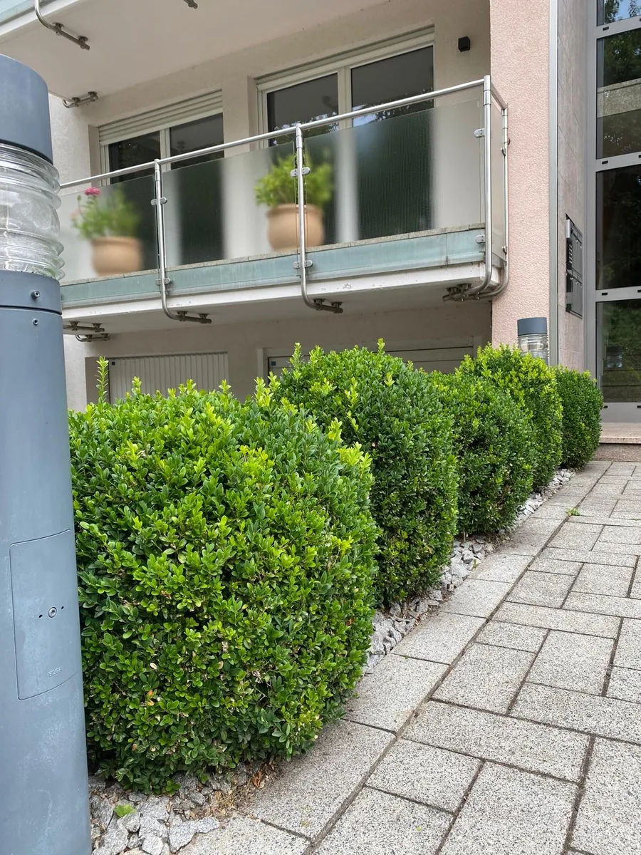 Formgeschnittene Buchsbaumkugeln neben einer Wegeleuchte vor dem Eingang eines Mehrfamilienhauses