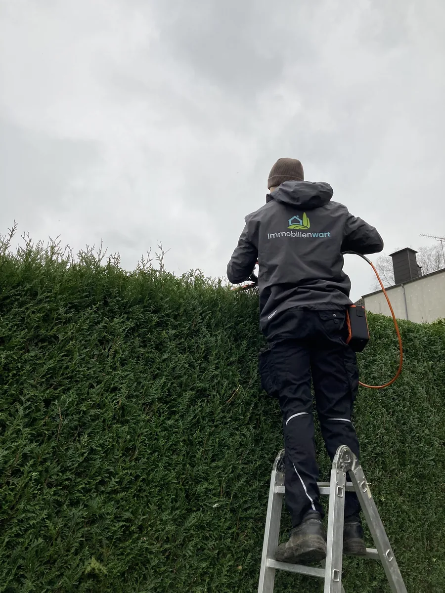 Mitarbeiter von Immobilienwart steht auf einer Leiter und schneidet die Oberkante einer hohen Hecke