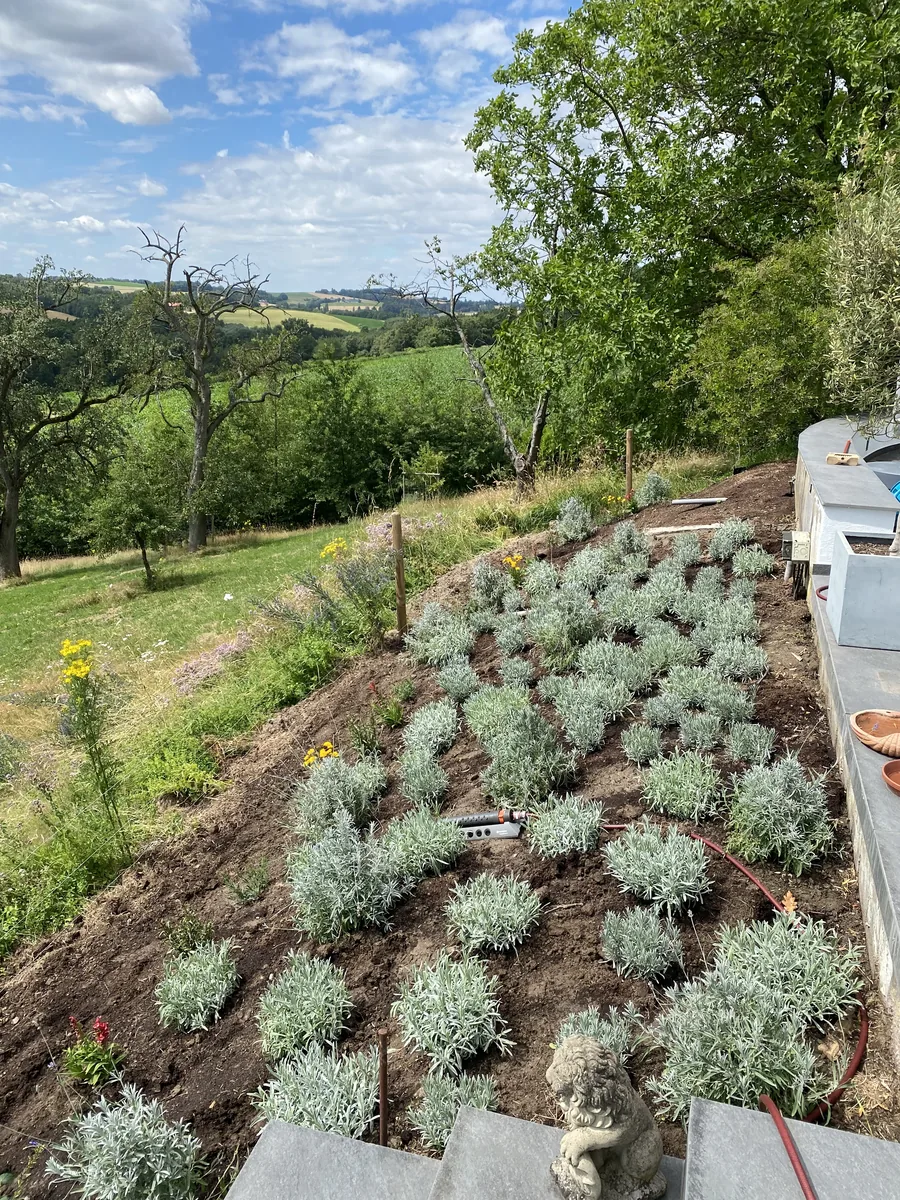 Neu bepflanztes Beet mit Lavendel an einem Hang mit Blick über die Felder
