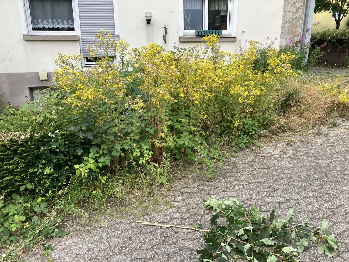 Vorgarten vor der Pflege: hohes Unkraut und Wildwuchs entlang der Hauswand und des gepflasterten Wegs